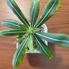 グラキリス　植物の画像