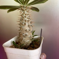 グラキリス　植物の画像