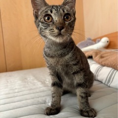 里親募集　キジ仔猫