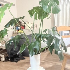 モンステラの木