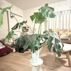 モンステラの木の画像