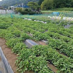 一緒に有機栽培を実践しよう。