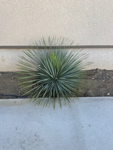 ★植栽★ユッカロストラータ