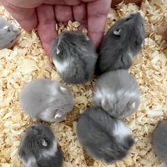 キャンベルハムスター