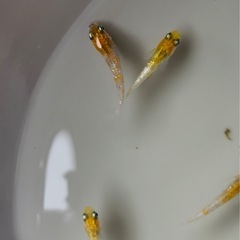 ※決まりました　メダカ　オーロラ黄ラメ　8匹の画像