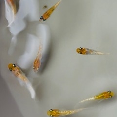※決まりました　メダカ　オーロラ黄ラメ　8匹の画像