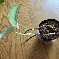 シラフカズラ　観葉植物の画像