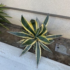 ★植栽★アガベ（アメリカーナ斑入り）の画像