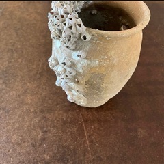 タコ壺の画像