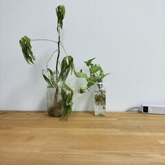 200×60センチ　机2つの画像