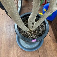 ドラセナ　No.3752　観葉植物　グリーン　品種不明　【リサイクルショップどりーむ天保山】の画像