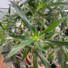 ドラセナ　No.3752　観葉植物　グリーン　品種不明　【リサイクルショップどりーむ天保山】の画像