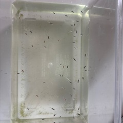 めだかの画像