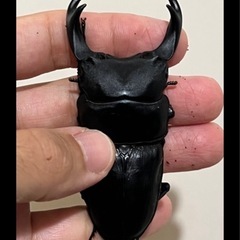 めだか　オオクワガタ販売　さいだいじ日曜朝市 − 岡山県