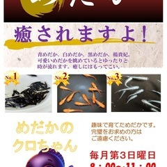 めだか　オオクワガタ販売　さいだいじ日曜朝市 - 瀬戸内市