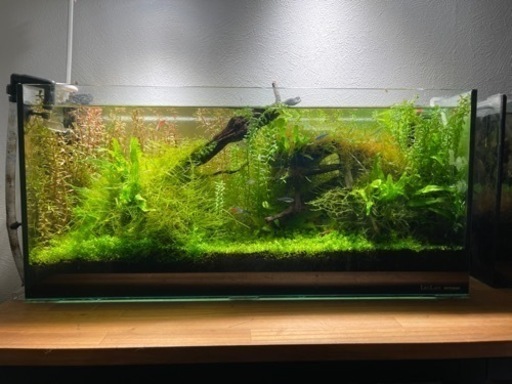 熱帯魚水槽セット