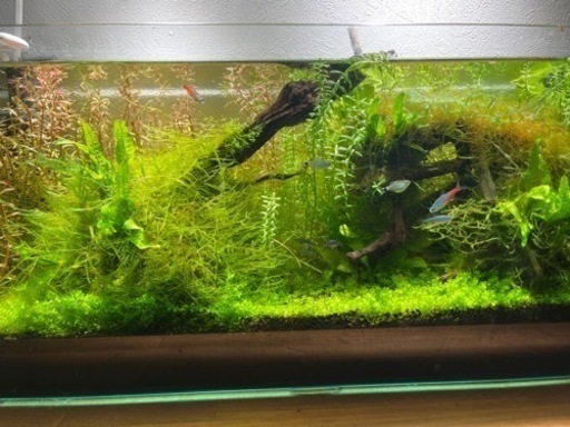 熱帯魚水槽セット