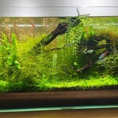 熱帯魚水槽セットの画像