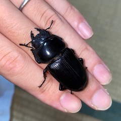 即ブリ可　オオクワガタ小型ペア　発送可の画像