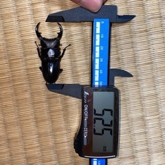 即ブリ可　オオクワガタ小型ペア　発送可の画像