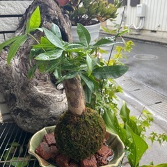 パキラ苔玉
の画像