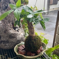 パキラ苔玉
の画像