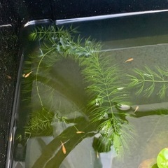 楊貴妃メダカ10匹　の画像