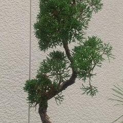 真柏  シンパク  盆栽