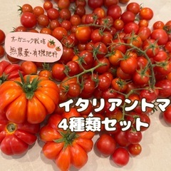 【種】イタリアントマト4種類セット(増量中)