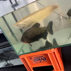熱帯魚の画像