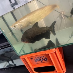 熱帯魚の画像