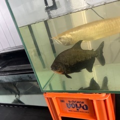 熱帯魚の画像