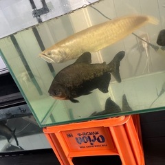 熱帯魚の画像