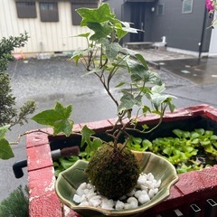 アイービー苔玉の画像