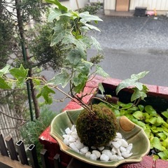 アイービー苔玉の画像