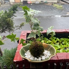 アイービー苔玉の画像
