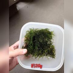 【ラスト1セット】④🦐ミナミヌマエビ30匹　ウィローモス20㌘　セットで500円の画像