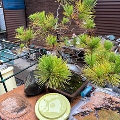 植木　2点の画像