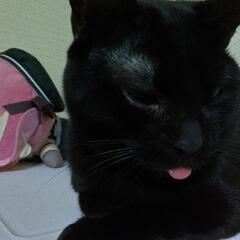 2匹一緒に引き取ってくれる人方優先で