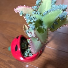 子宝草とアロマティカスセットの画像