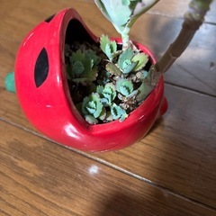 子宝草とアロマティカスセットの画像