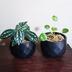 ランキングキーワードに紐づく投稿画像-多肉植物
