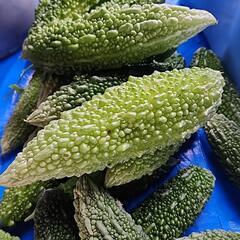 本日のみ数量限定！都農町産　無農薬　じいちゃんのゴーヤ　10本くらいの画像