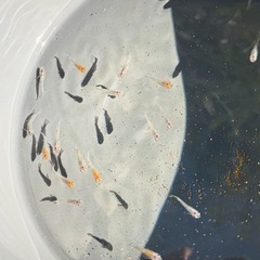 高級メダカMIX 若魚の画像