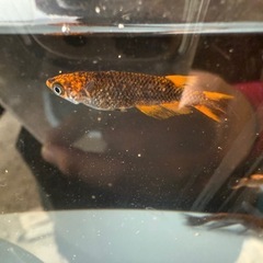 高級メダカMIX 若魚の画像