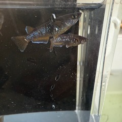 高級メダカMIX 若魚の画像