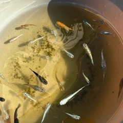 高級メダカMIX 若魚の画像