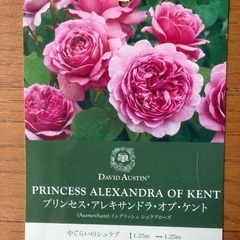 バラ二年目苗イングリッシュローズ プリンセス アレキサンドラ オ...