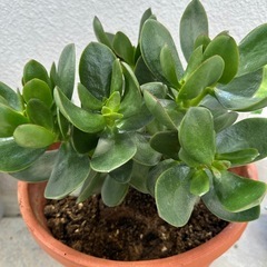 金のなる木③　観葉植物の画像
