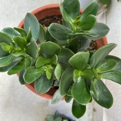 金のなる木③　観葉植物の画像